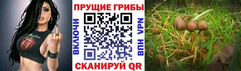 Псилоцибиновые грибы Psilocybe  Калтан 